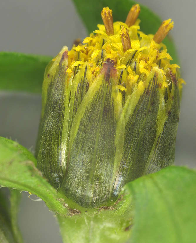 Image de Bidens tripartita subsp. tripartita