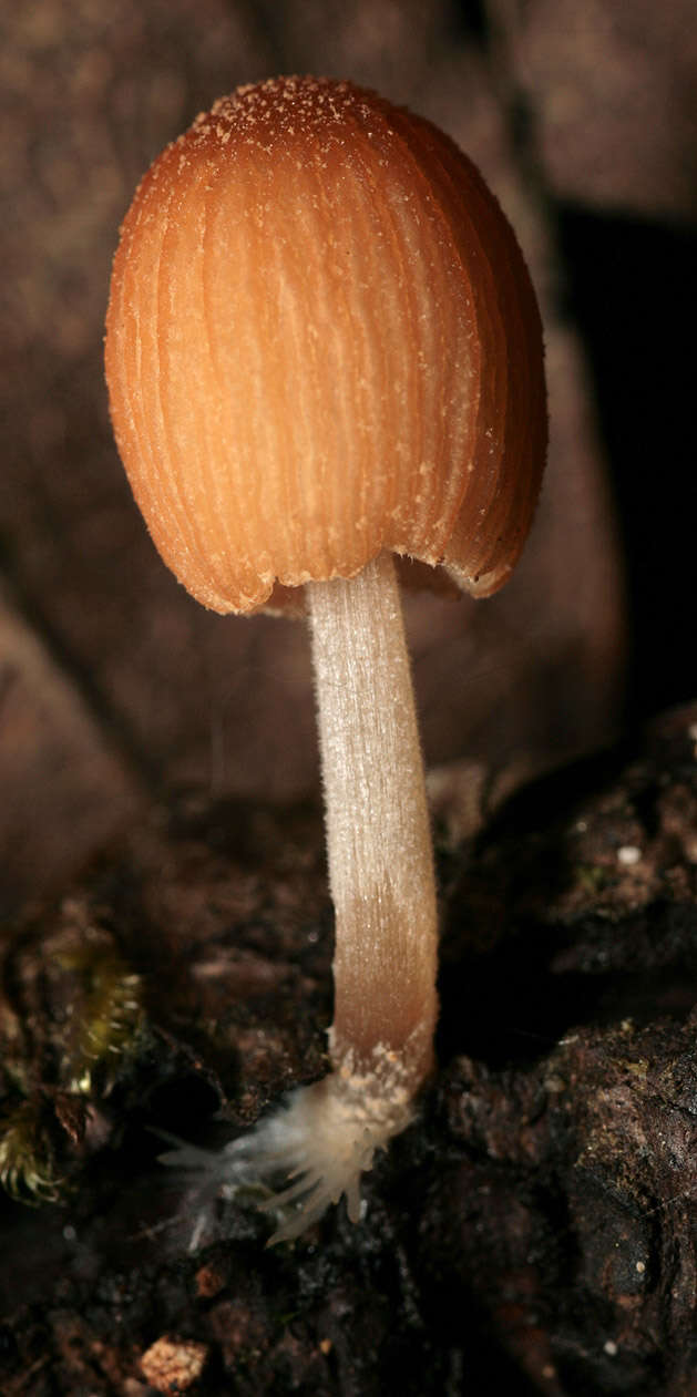 Image of Coprinellus dilectus (Fr.) Redhead, Vilgalys & Moncalvo 2001