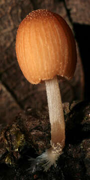 Image of Coprinellus dilectus (Fr.) Redhead, Vilgalys & Moncalvo 2001