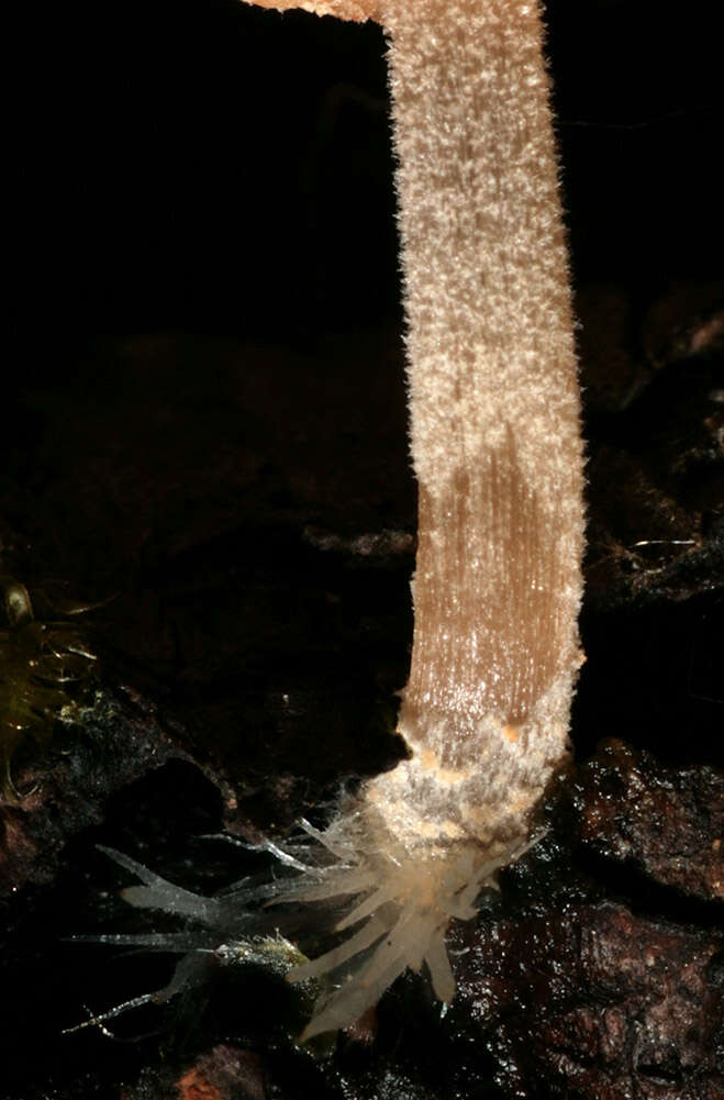 Image of Coprinellus dilectus (Fr.) Redhead, Vilgalys & Moncalvo 2001