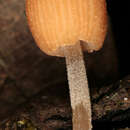 Image of Coprinellus dilectus (Fr.) Redhead, Vilgalys & Moncalvo 2001