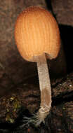 Image of Coprinellus dilectus (Fr.) Redhead, Vilgalys & Moncalvo 2001