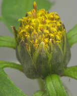 Image de Bidens tripartita subsp. tripartita