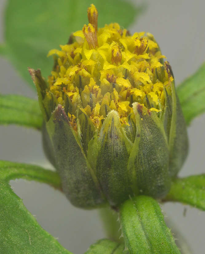 Image of Bidens tripartita subsp. tripartita