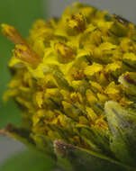 Image of Bidens tripartita subsp. tripartita