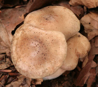 Image of Cortinarius turgidus Fr. 1838