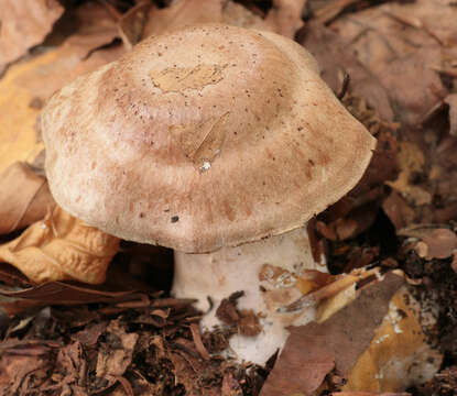 Image of Cortinarius turgidus Fr. 1838