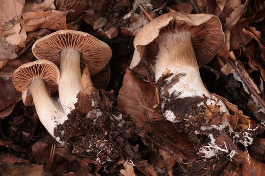 Image of Cortinarius turgidus Fr. 1838