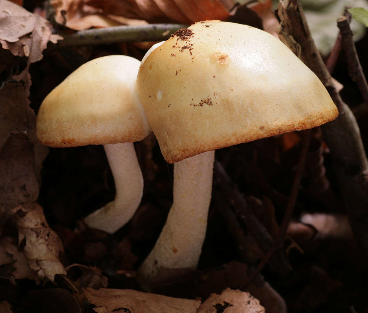 Image of Hygrophorus eburneus (Bull.) Fr. 1838