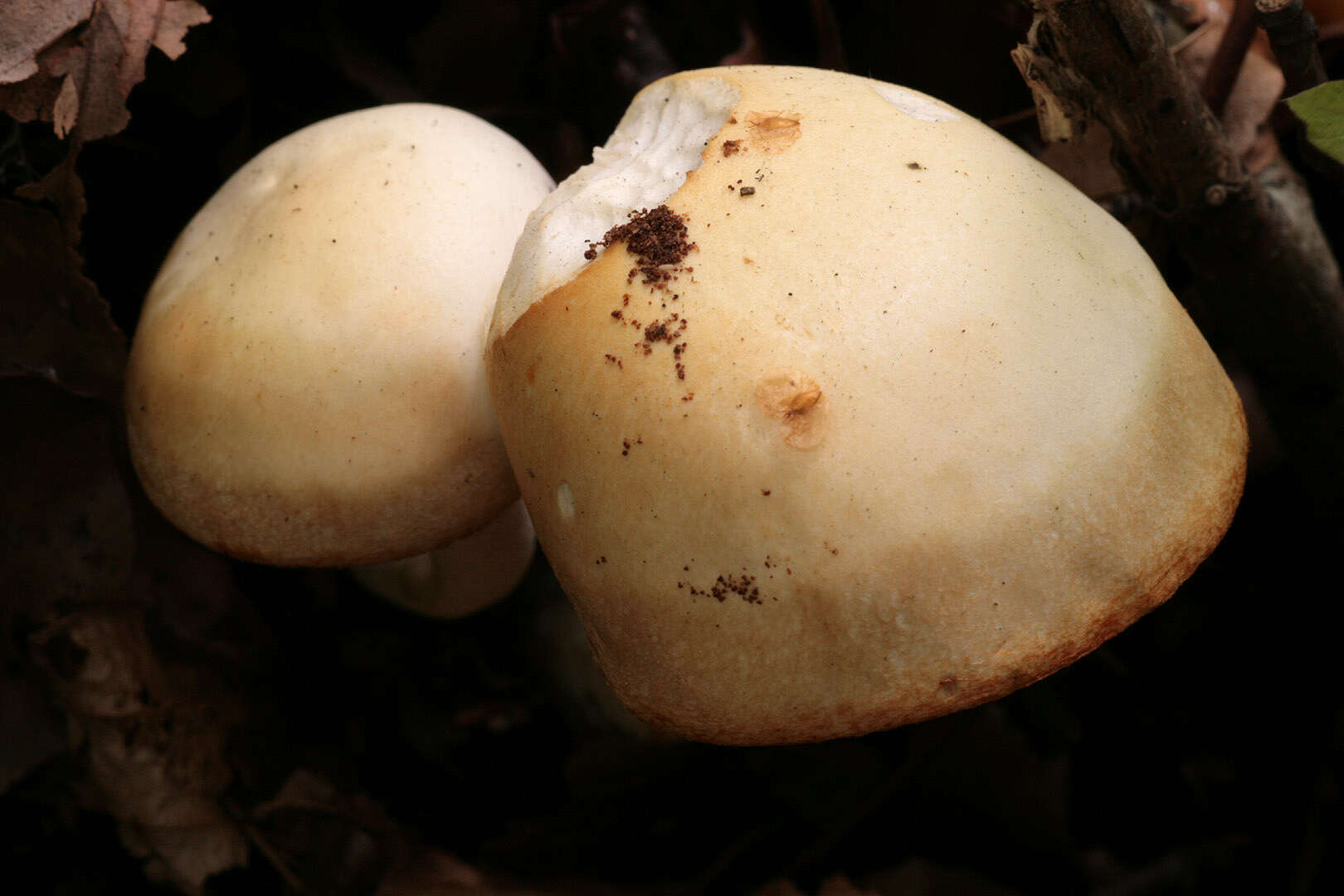 Image of Hygrophorus eburneus (Bull.) Fr. 1838