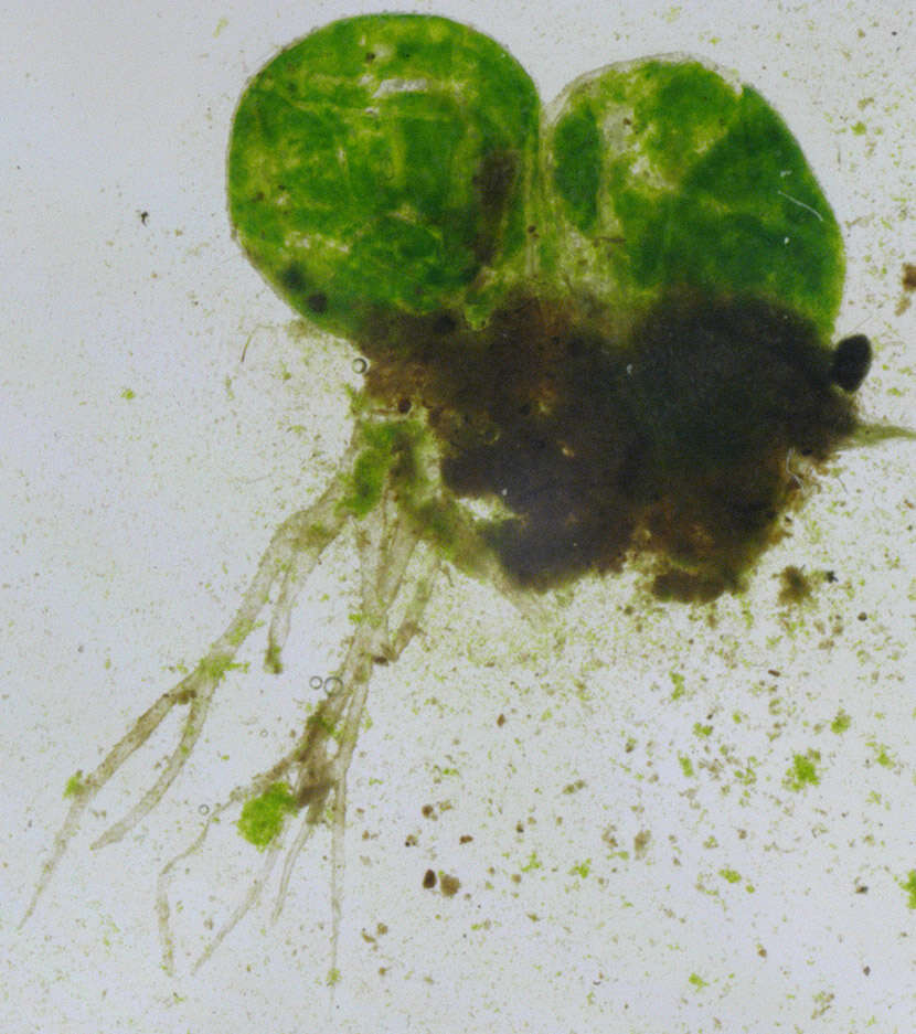 Sivun Botrydium granulatum kuva