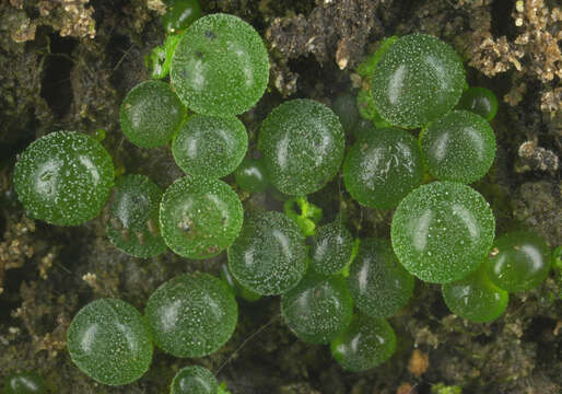 Image of Botrydium granulatum