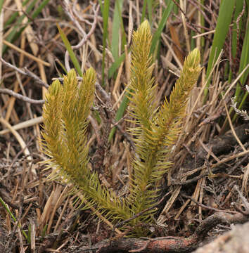 Image of Fir Club Moss