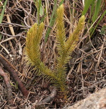 Image of Fir Club Moss