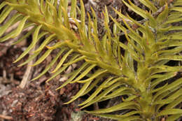 Image of Fir Club Moss