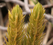 Image of Fir Club Moss