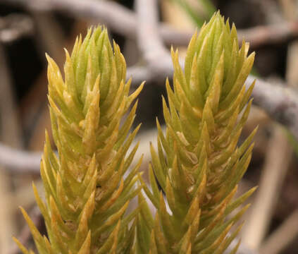 Image of Fir Club Moss