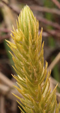 Image of Fir Club Moss