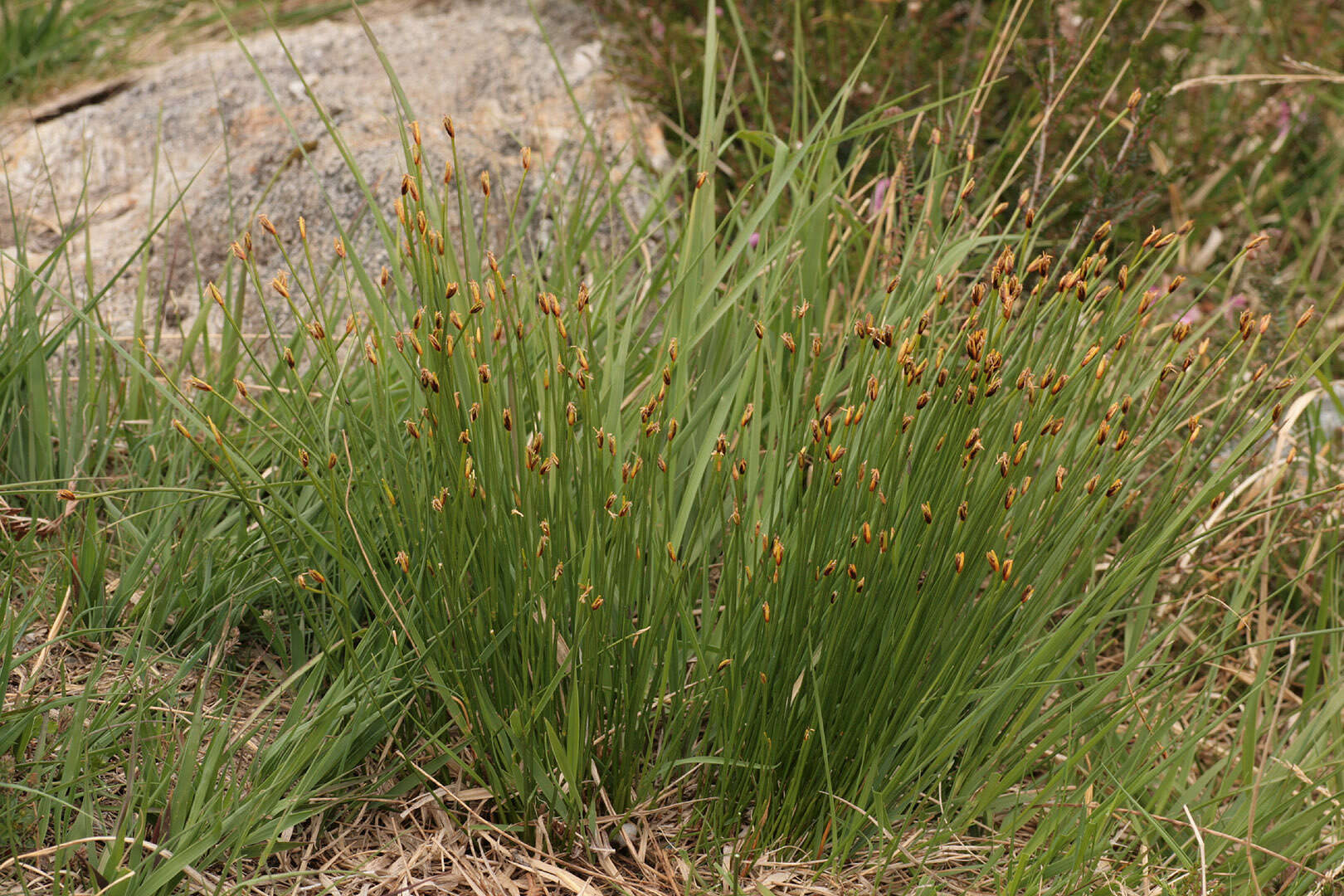 Trichophorum cespitosum subsp. germanicum (Palla) Hegi的圖片