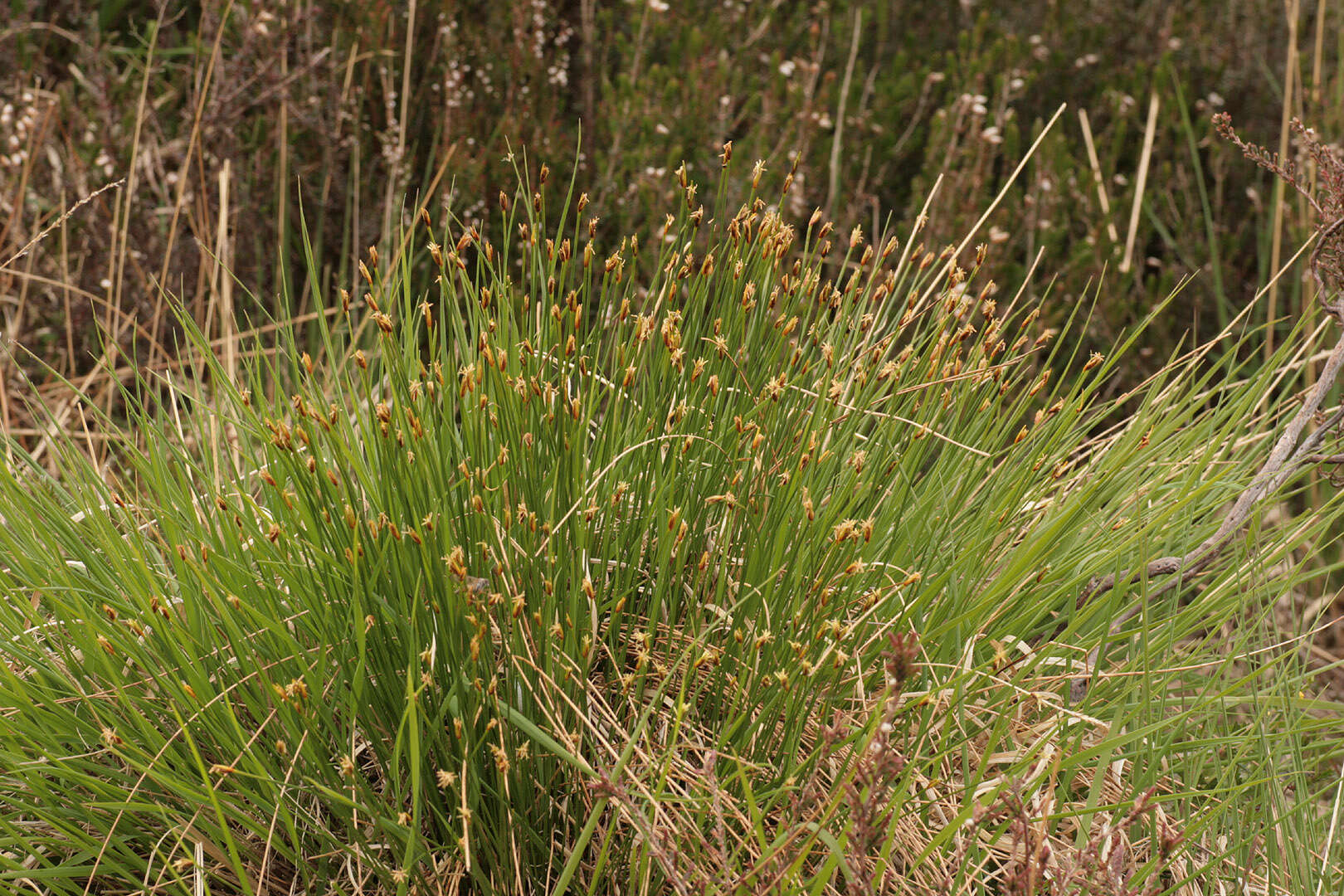 Trichophorum cespitosum subsp. germanicum (Palla) Hegi的圖片