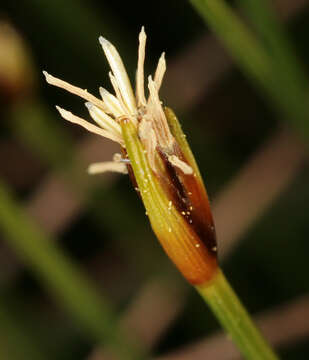 Image of Trichophorum cespitosum subsp. germanicum (Palla) Hegi