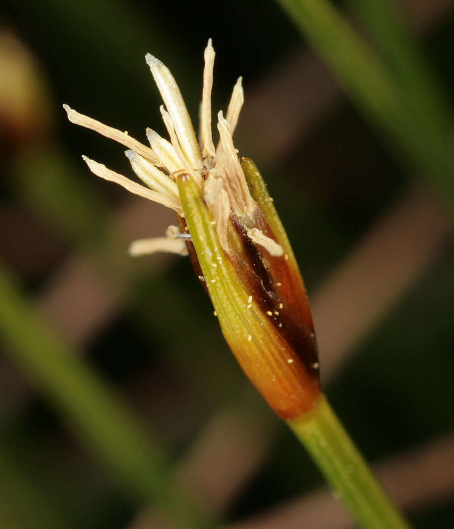 Trichophorum cespitosum subsp. germanicum (Palla) Hegi的圖片