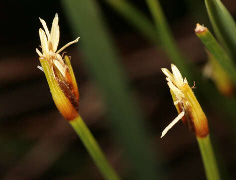 Trichophorum cespitosum subsp. germanicum (Palla) Hegi的圖片