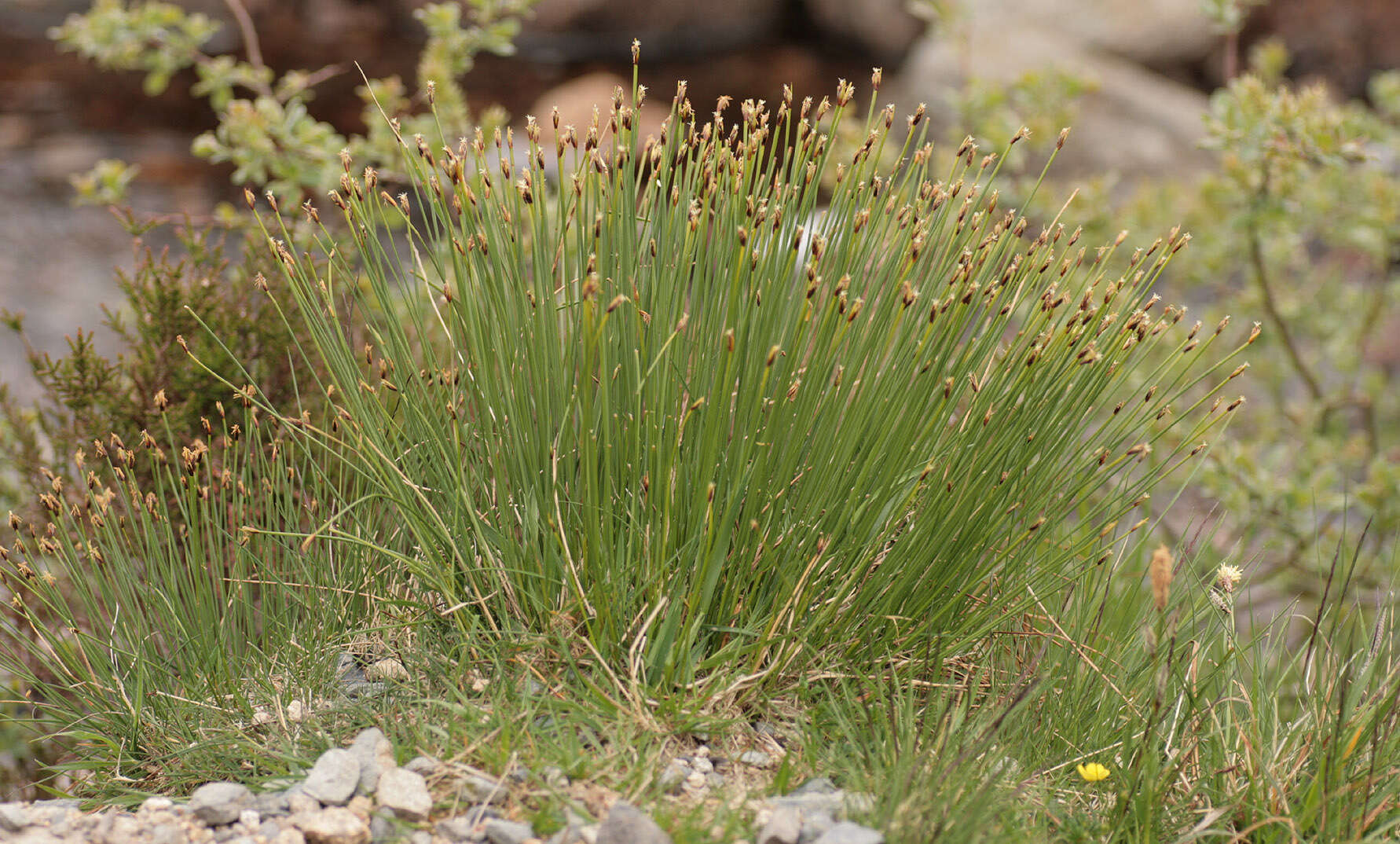 Trichophorum cespitosum subsp. germanicum (Palla) Hegi的圖片