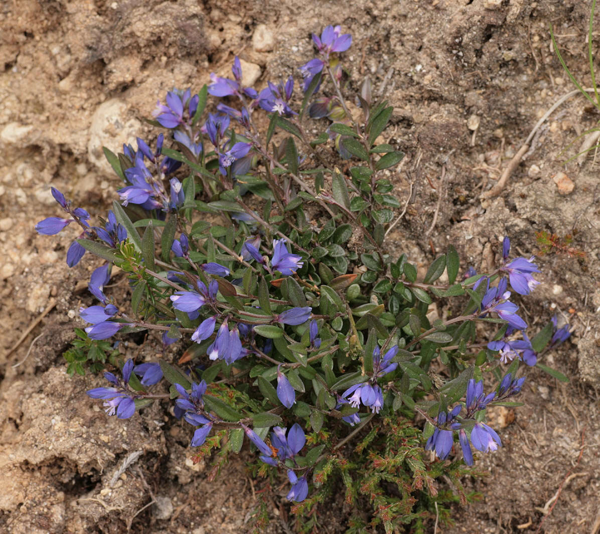 Plancia ëd Polygala serpyllifolia J. A. C. Hose