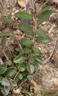 Plancia ëd Polygala serpyllifolia J. A. C. Hose