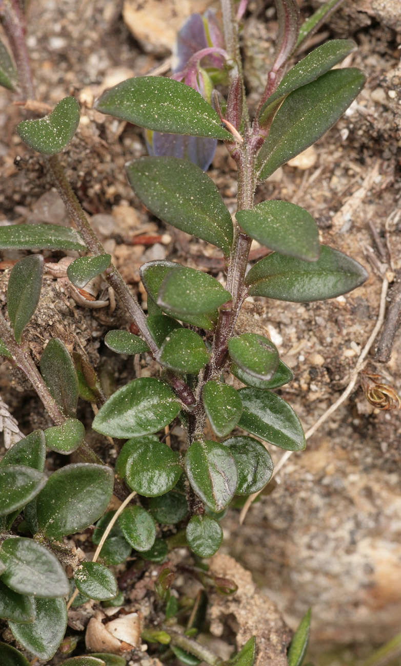 Plancia ëd Polygala serpyllifolia J. A. C. Hose