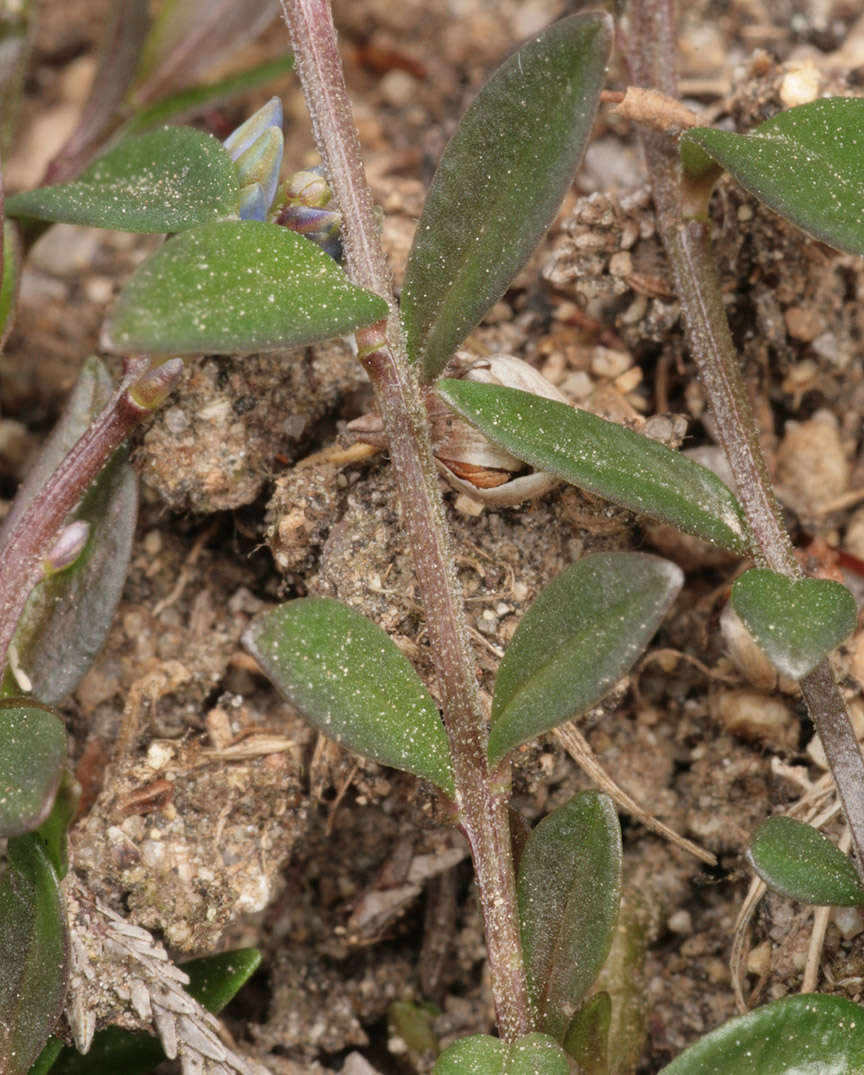 Plancia ëd Polygala serpyllifolia J. A. C. Hose