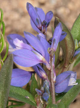 Plancia ëd Polygala serpyllifolia J. A. C. Hose