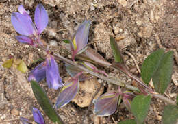 Plancia ëd Polygala serpyllifolia J. A. C. Hose