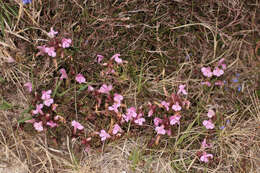 Imagem de Pedicularis sylvatica subsp. sylvatica