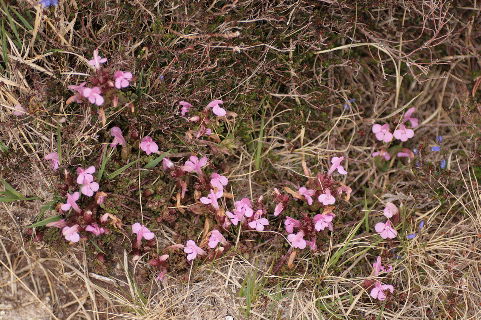 Image of Pedicularis sylvatica subsp. sylvatica