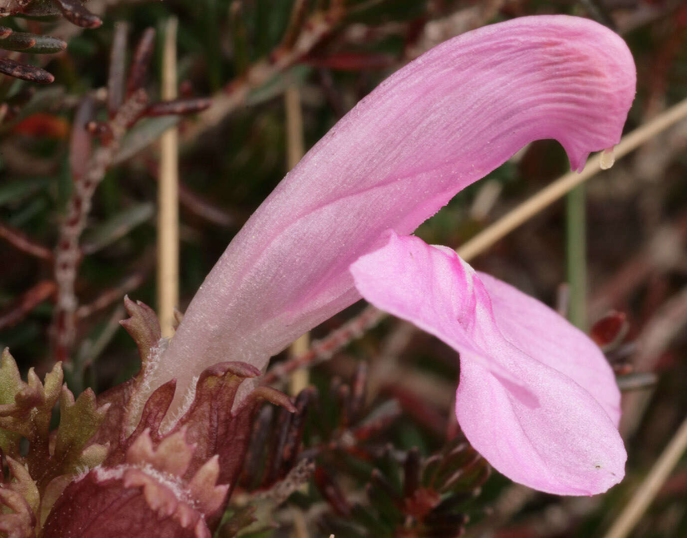 Image of Pedicularis sylvatica subsp. sylvatica