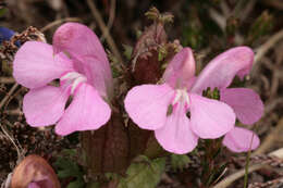 Image of Pedicularis sylvatica subsp. sylvatica