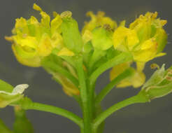 Image de rorippe à petites fleurs