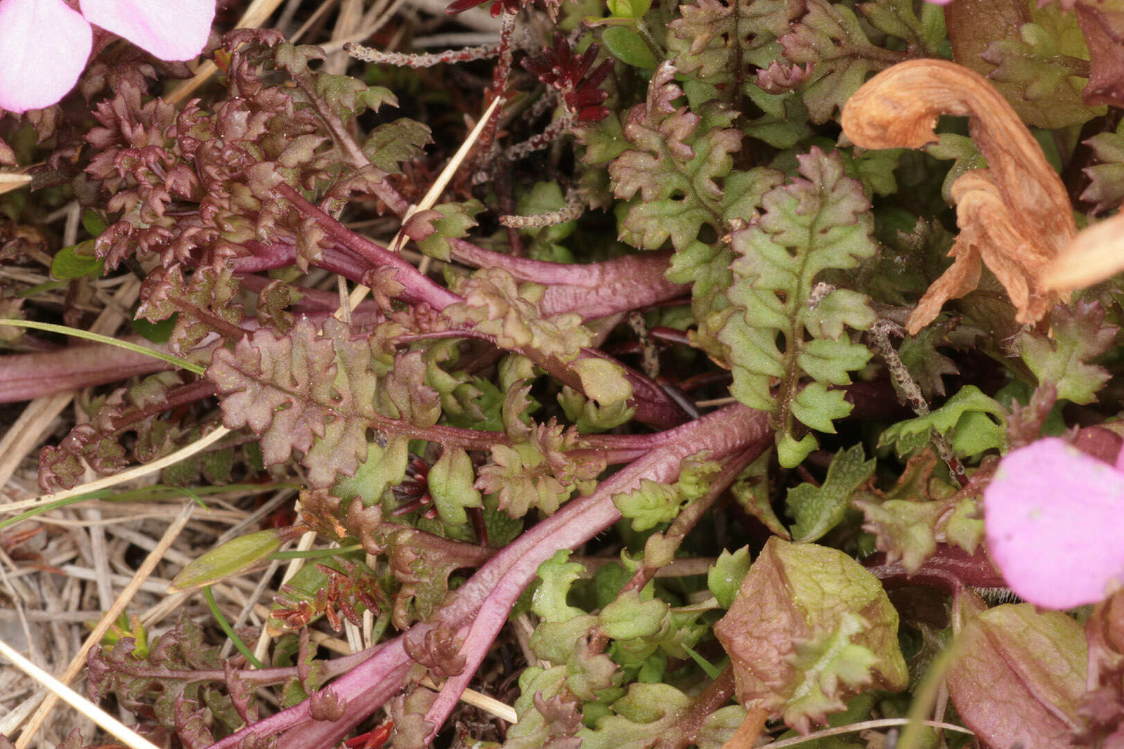 Image of Pedicularis sylvatica subsp. sylvatica