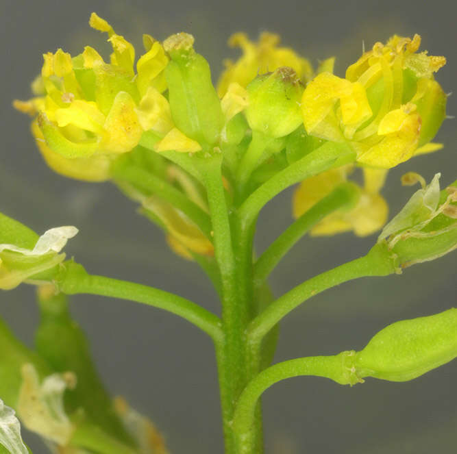 Image de rorippe à petites fleurs