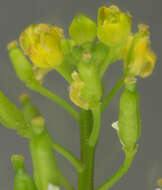 Image de rorippe à petites fleurs