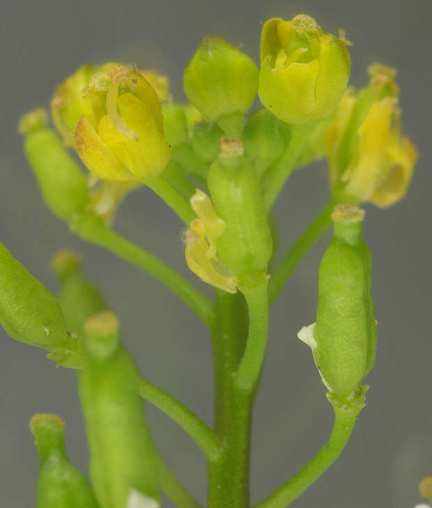 Image de rorippe à petites fleurs