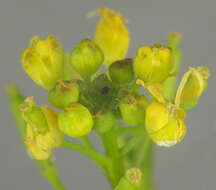 Image de rorippe à petites fleurs