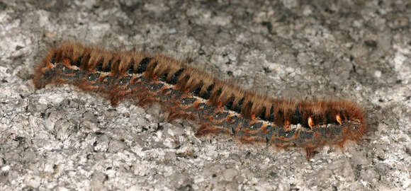 Image of oak eggar