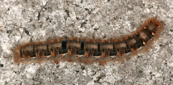 Image of oak eggar