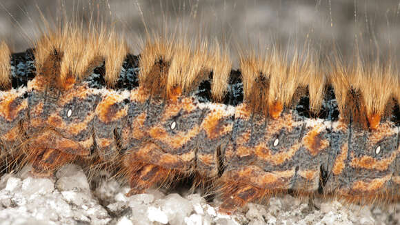 Image of oak eggar