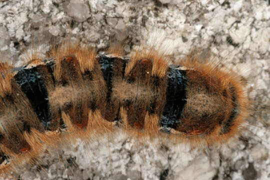 Image of oak eggar