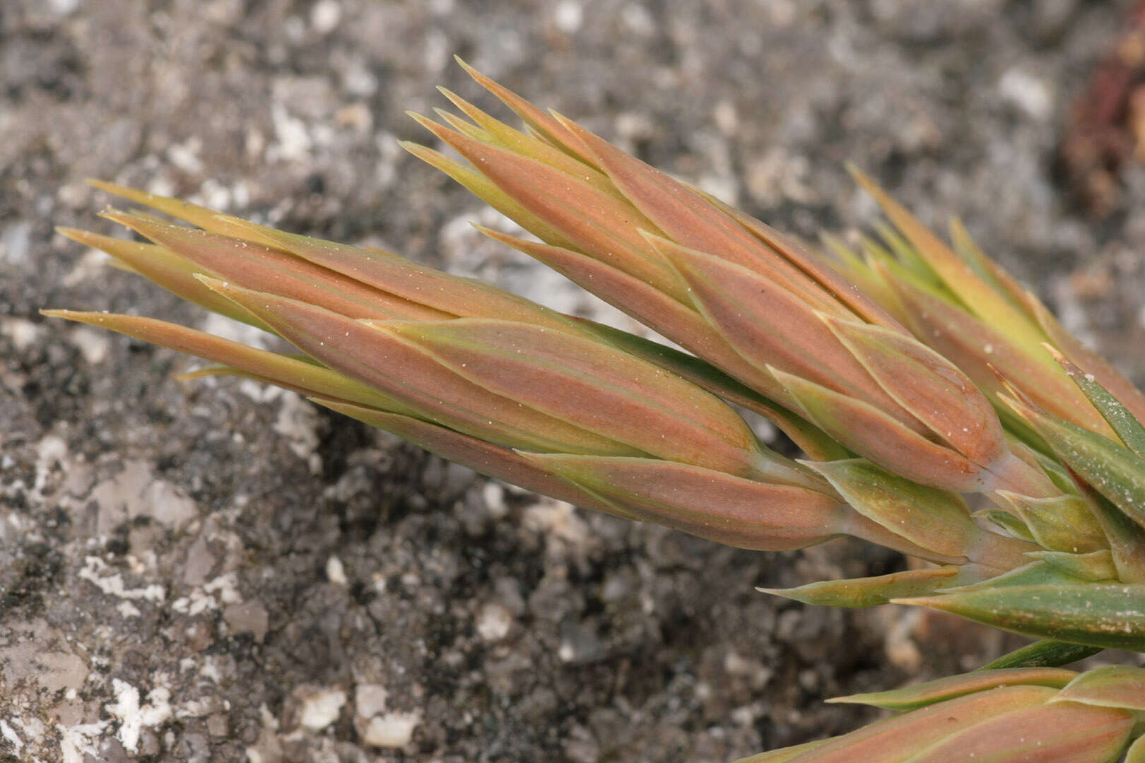 Imagem de Juniperus communis var. saxatilis Pall.