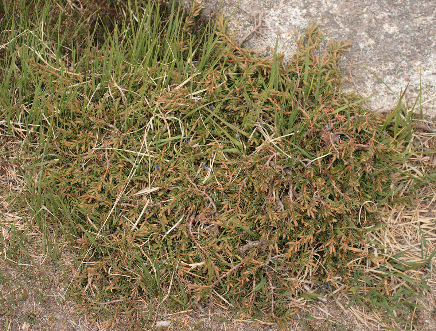صورة Juniperus communis var. saxatilis Pall.